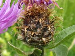 Image result for Centaurea pseudophrygia