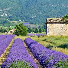 Image result for Lavendel