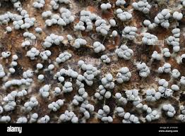 Attēlu rezultāti vaicājumam “Physarum leucophaeum spores”