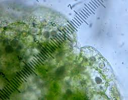 Attēlu rezultāti vaicājumam “Riccardia incurvata”