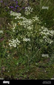 Attēlu rezultāti vaicājumam “Pimpinella saxifraga flower”