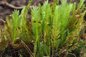 Attēlu rezultāti vaicājumam “Fissidens adianthoides”