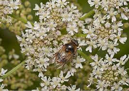 Attēlu rezultāti vaicājumam “Leucozona glaucia”