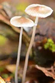 Attēlu rezultāti vaicājumam “Mycena amicta”