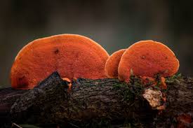 Attēlu rezultāti vaicājumam “Pycnoporus cinnabarinus”