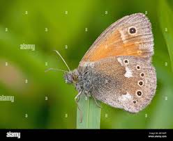 Attēlu rezultāti vaicājumam “Coenonympha tullia underside”