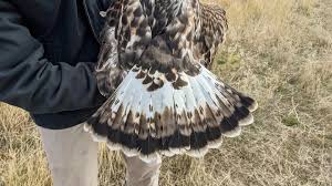 Attēlu rezultāti vaicājumam “Buteo lagopus adult”