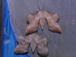 Attēlu rezultāti vaicājumam “Laothoe populi”