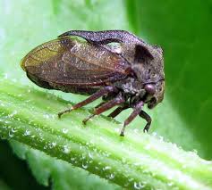 Attēlu rezultāti vaicājumam “Centrotus cornutus”