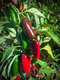 Afbeeldingsresultaat voor jalapeno early hot pepper