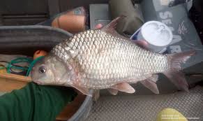 Image result for Carpiodes velifer