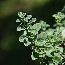 Image result for Origanum majorana
