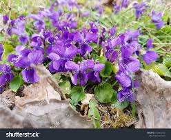 Attēlu rezultāti vaicājumam “Viola rupestris flower”