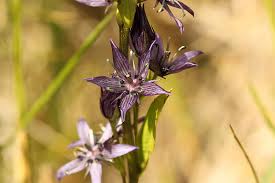 Attēlu rezultāti vaicājumam “Swertia perennis”