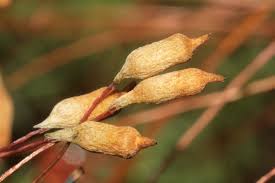 Attēlu rezultāti vaicājumam “Pogonatum urnigerum”