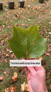 Attēlu rezultāti vaicājumam “Liriodendron tulipifera leaf”