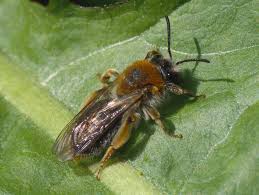 Attēlu rezultāti vaicājumam “Andrena haemorrhoa female”