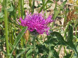 Attēlu rezultāti vaicājumam “Centaurea scabiosa flower”