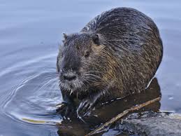 Attēlu rezultāti vaicājumam “Ondatra zibethicus”