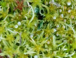 Attēlu rezultāti vaicājumam “Sphagnum girgensohnii”