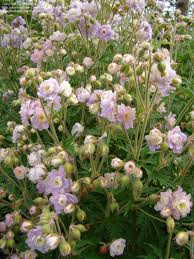 Image result for Geranium `Summer Skies`