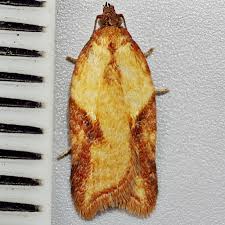 Attēlu rezultāti vaicājumam “Acleris aspersana”