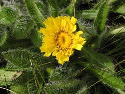 Attēlu rezultāti vaicājumam “Pilosella officinarum”