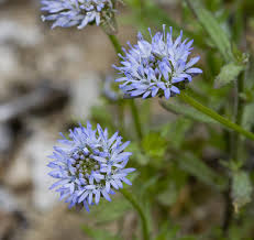 Attēlu rezultāti vaicājumam “Jasione montana leaf”