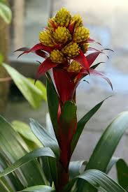 Картинки по запросу гусмания