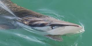 Image result for Carcharhinus brachyurus