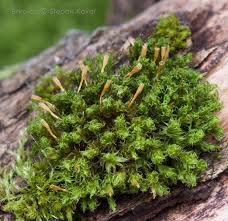 Attēlu rezultāti vaicājumam “Ulota crispa”