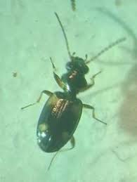 Attēlu rezultāti vaicājumam “Bembidion quadrimaculatum”