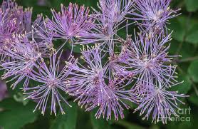 Attēlu rezultāti vaicājumam “Thalictrum aquilegifolium”
