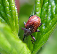 Attēlu rezultāti vaicājumam “Anthonomus phyllocola”