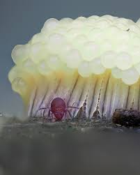 Attēlu rezultāti vaicājumam “Stemonitis flavogenita”