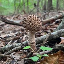 Attēlu rezultāti vaicājumam “Strobilomyces strobilaceus”