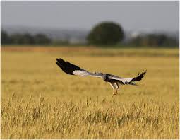 Attēlu rezultāti vaicājumam “Circus pygargus”