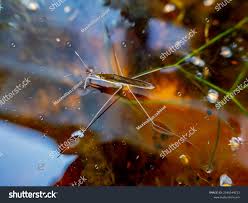 Attēlu rezultāti vaicājumam “Limnoporus rufoscutellatus”