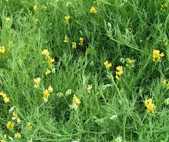 Attēlu rezultāti vaicājumam “Lathyrus pratensis”