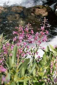 Attēlu rezultāti vaicājumam “Epilobium angustifolium fruit”