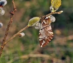 Attēlu rezultāti vaicājumam “Endromis versicolora”