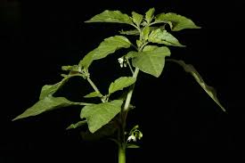 Attēlu rezultāti vaicājumam “Solanum nigrum leaf”