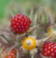 Image result for Rubus sectio