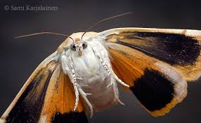 Attēlu rezultāti vaicājumam “Noctua fimbriata”