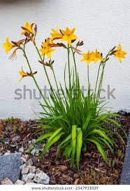 Attēlu rezultāti vaicājumam “Hemerocallis lilioasphodelus”