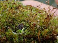 Attēlu rezultāti vaicājumam “Dicranella cerviculata”