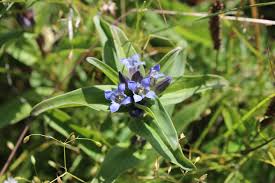 Attēlu rezultāti vaicājumam “Gentiana cruciata flower”