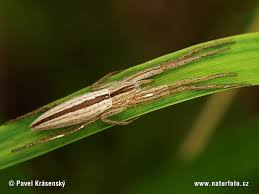 Attēlu rezultāti vaicājumam “Tibellus oblongus”