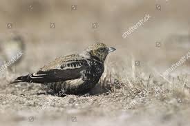 Image result for Melanocorypha yeltoniensis