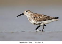 Attēlu rezultāti vaicājumam “Calidris alpina adult”